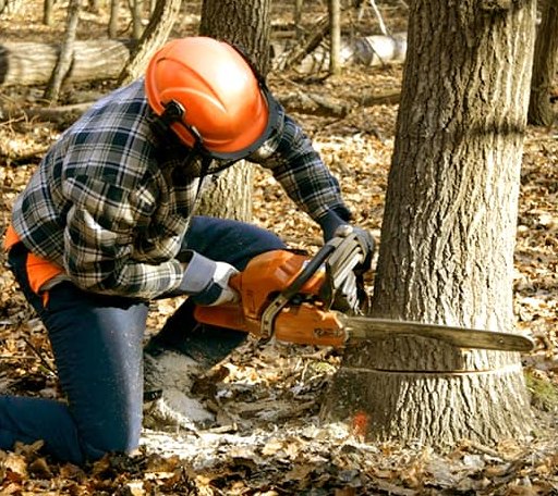 Tree Removal in Amador City, CA